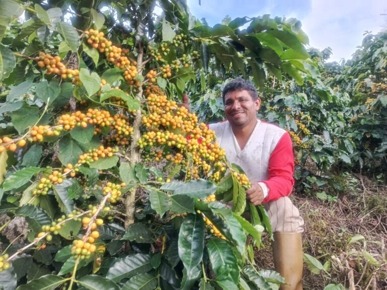 Comunas cafetaleras elevan la producción nacional a cuatro millones de quintales